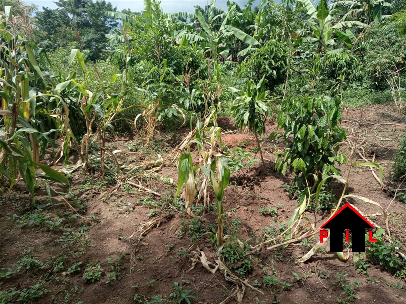 Residential Land for sale in Nakossi Mukono
