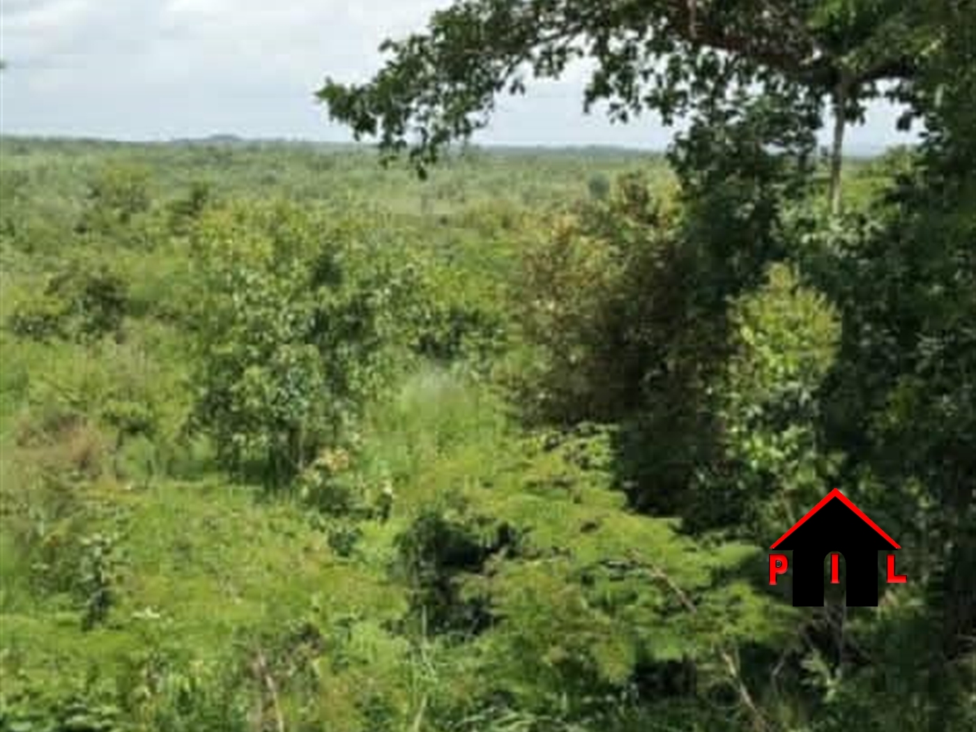 Agricultural Land for sale in Awer Amuru