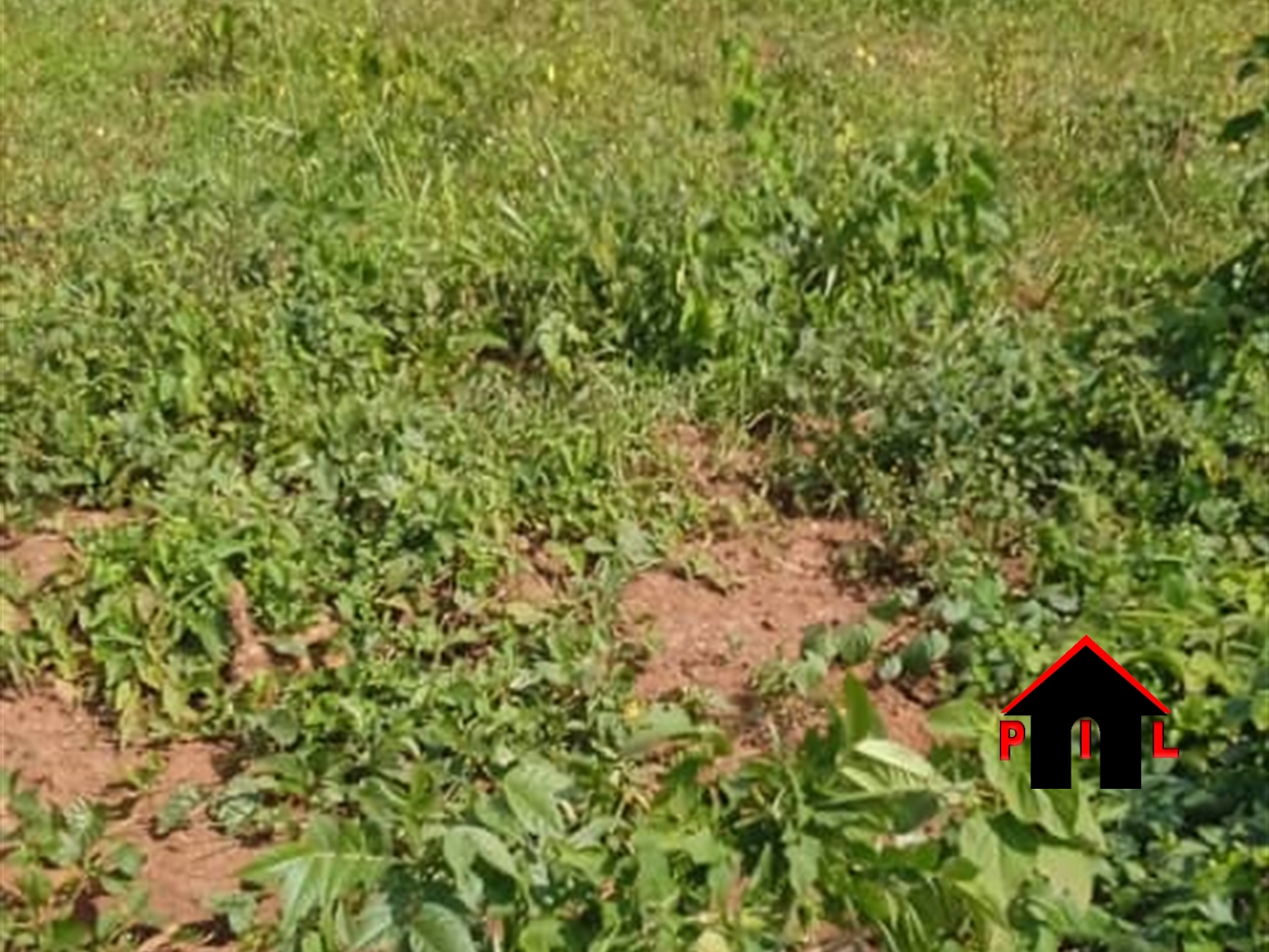 Agricultural Land for sale in Lwamata Mubende