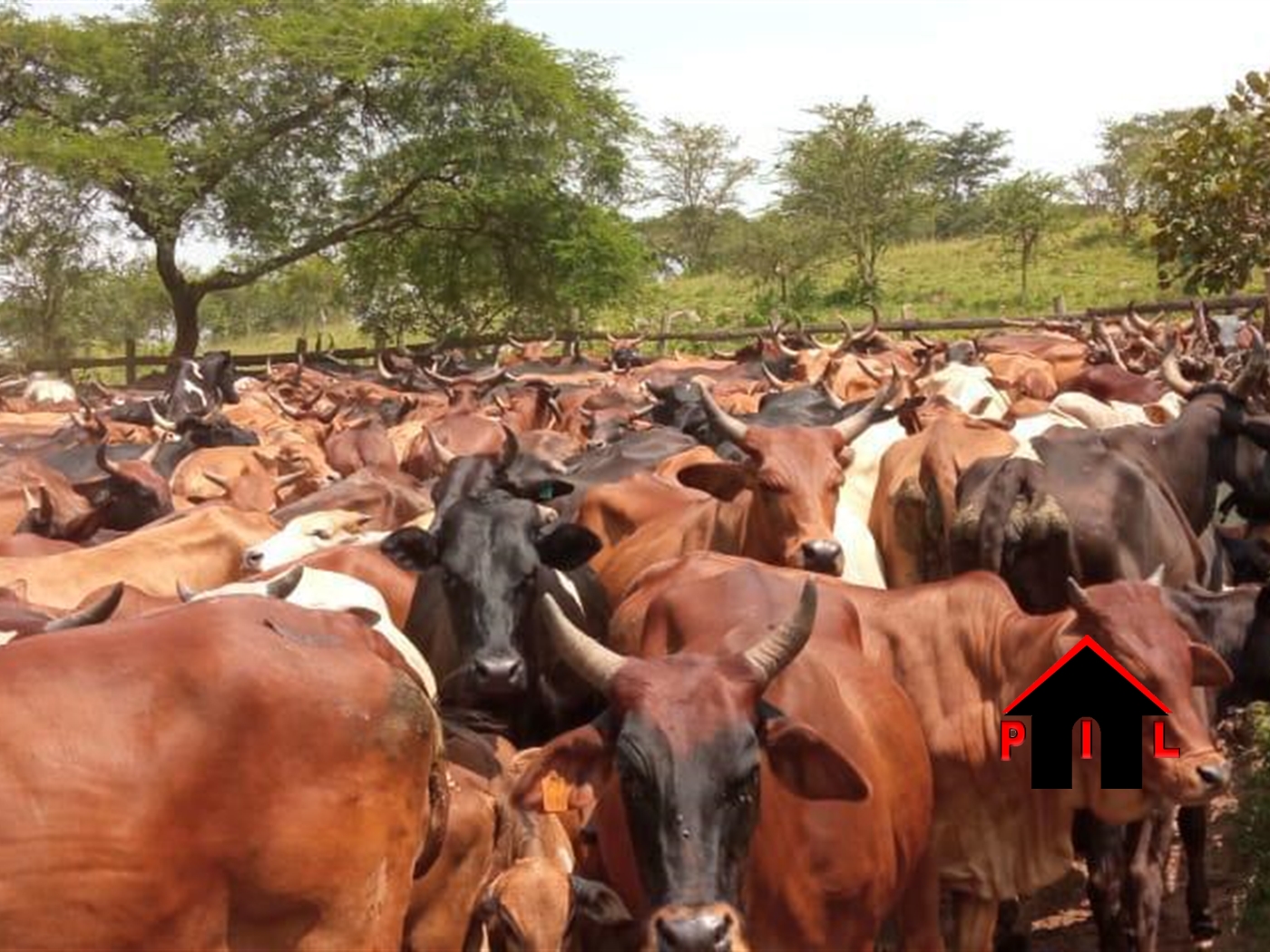 Farm for sale in Isingiro Mbarara