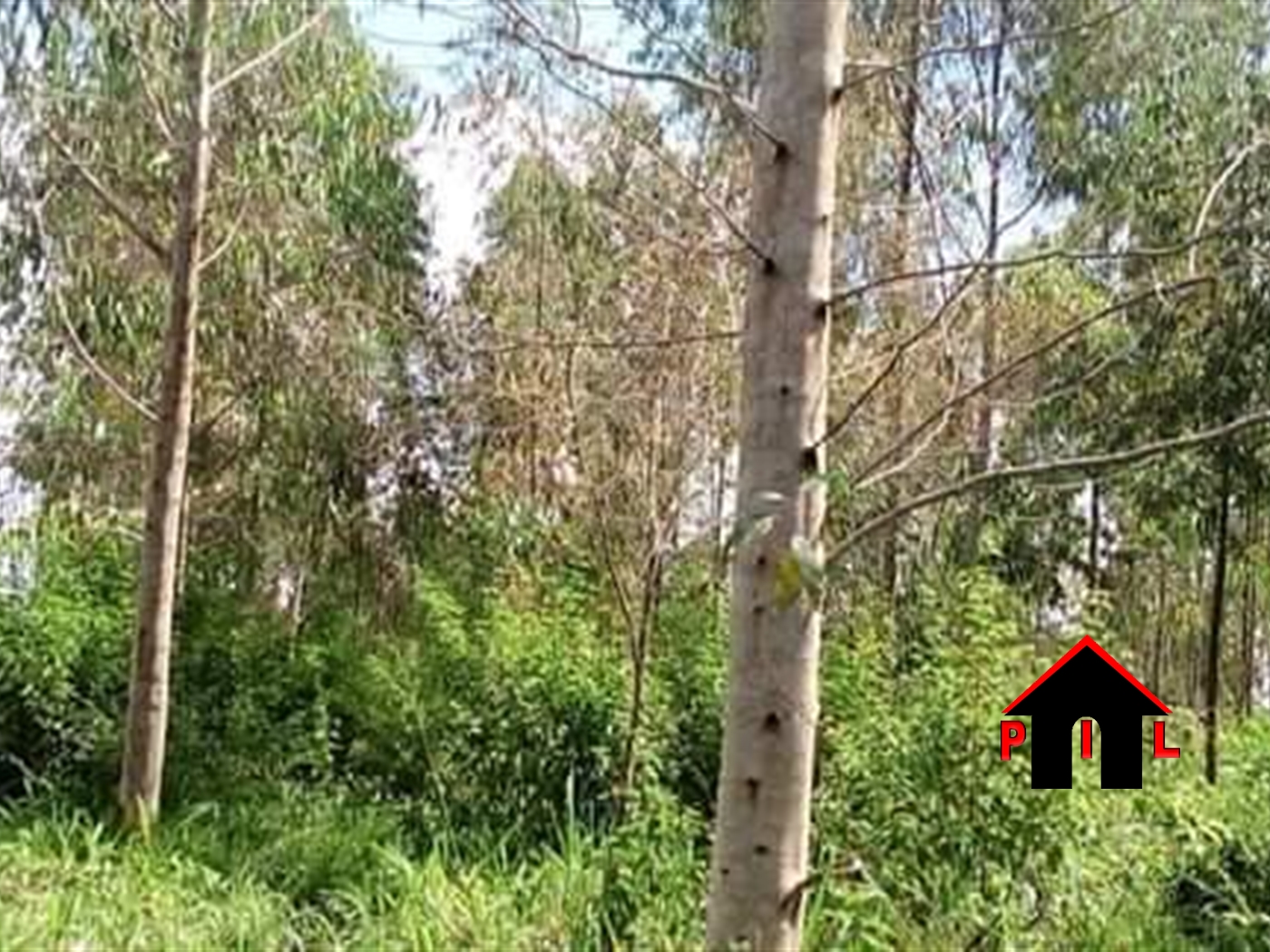 Agricultural Land for sale in Kalongo Nakasongola