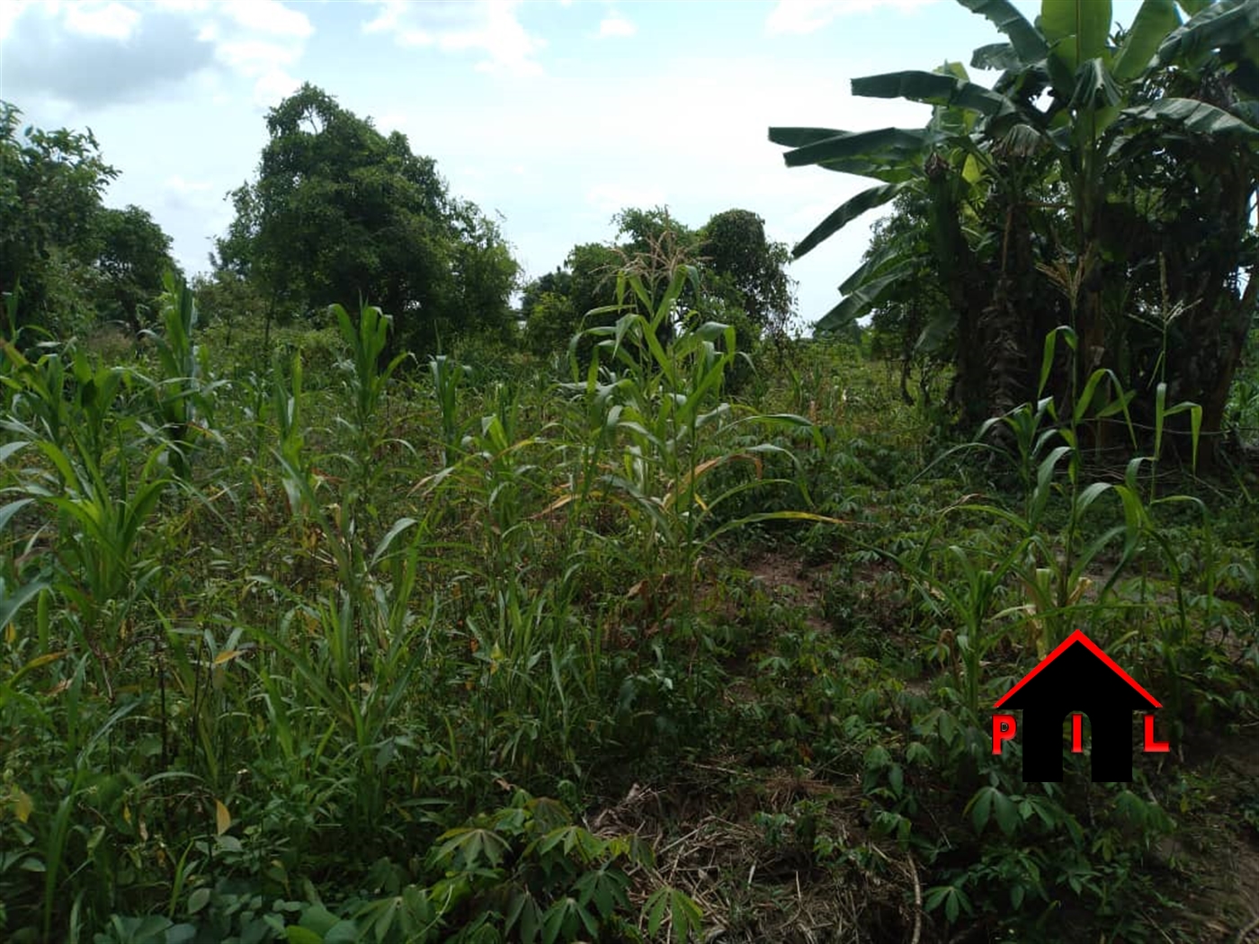 Agricultural Land for sale in Ziloobwe Luweero