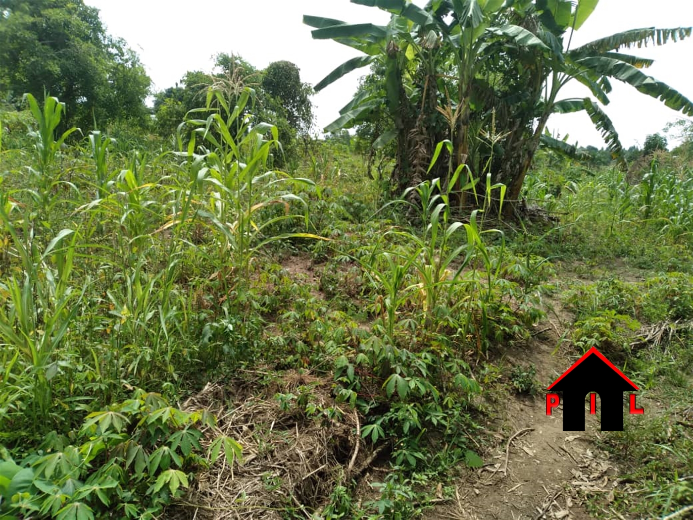 Agricultural Land for sale in Ziloobwe Luweero