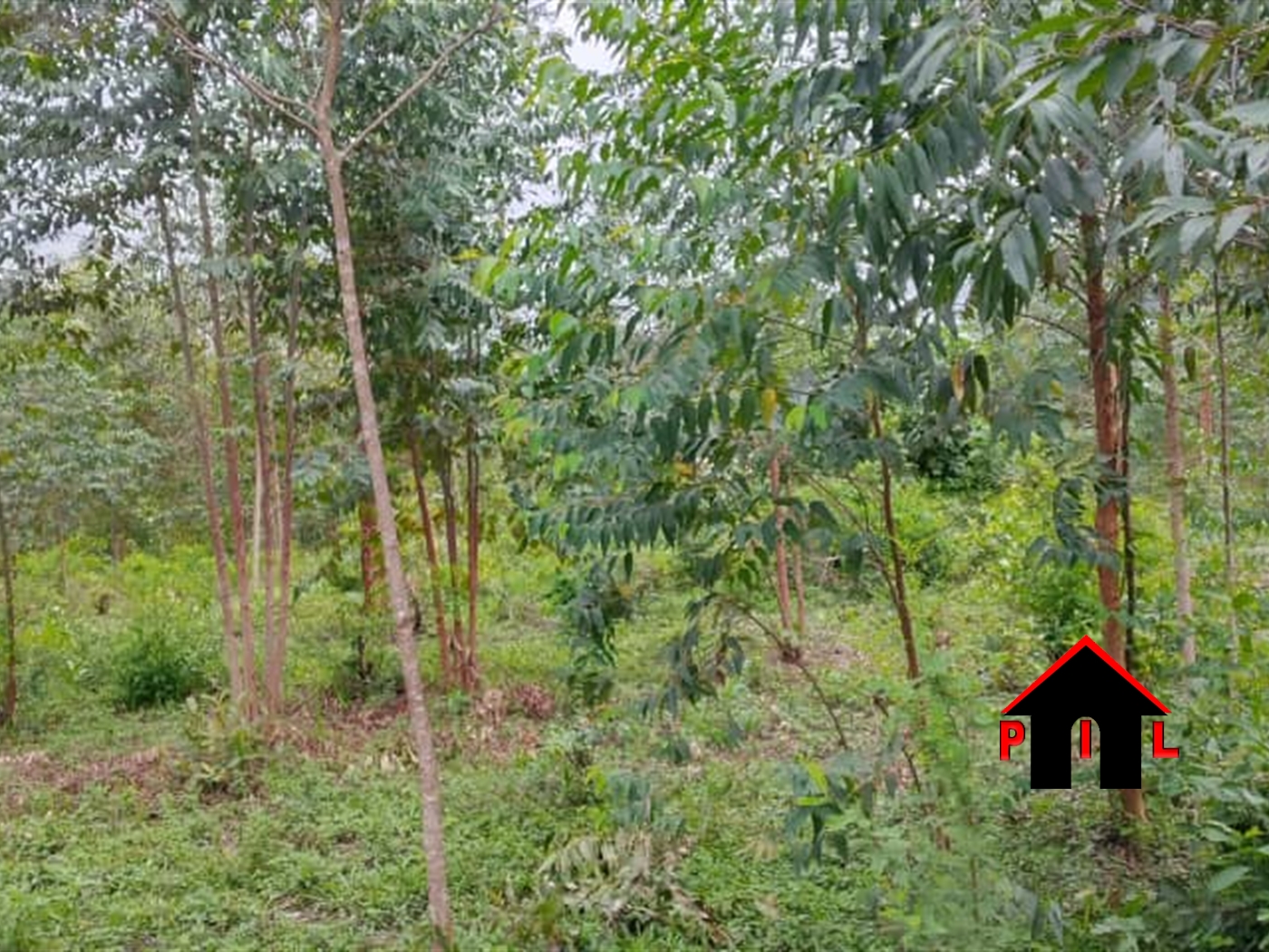 Farm for sale in Nassuna Kiboga