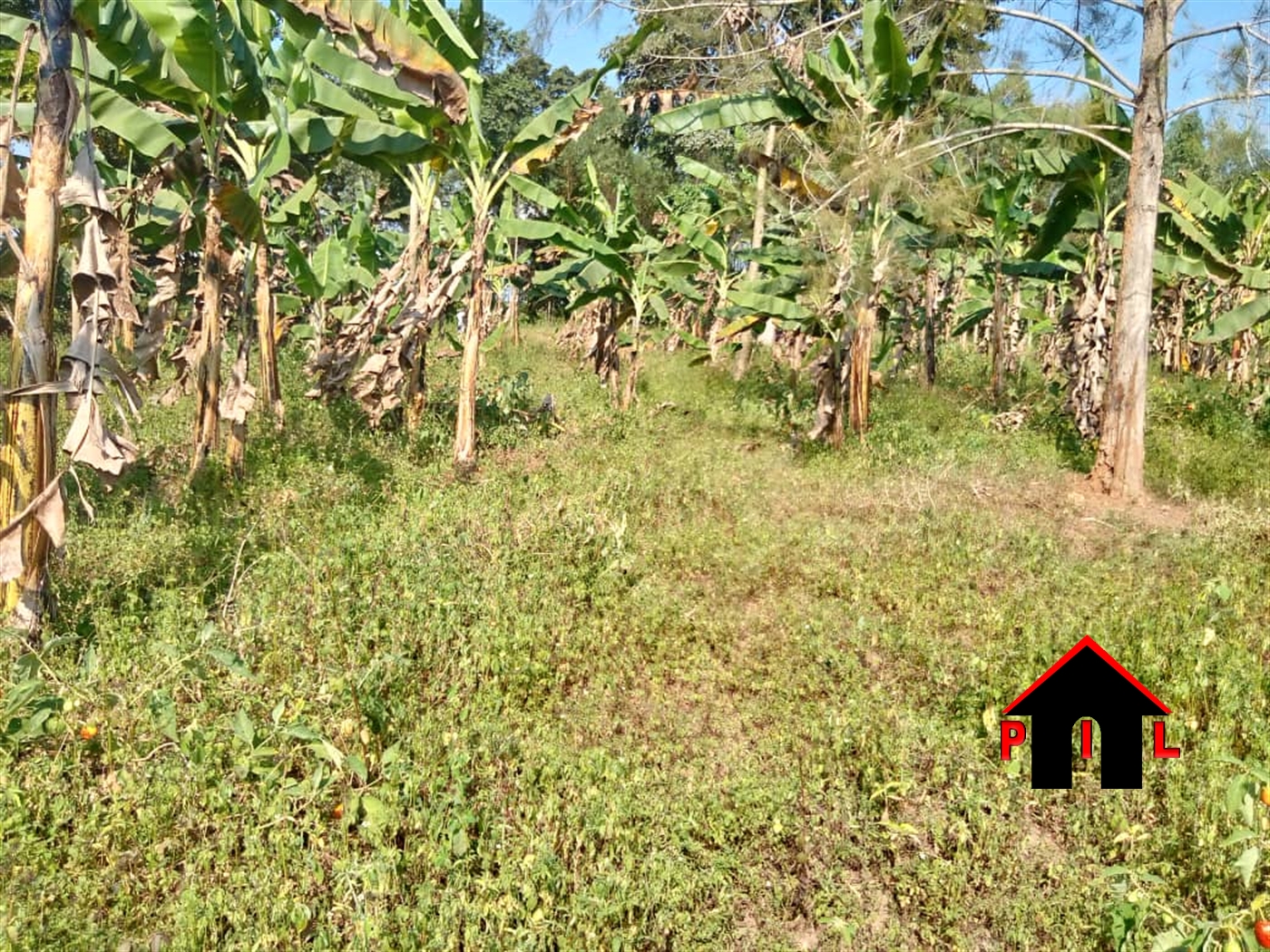 Agricultural Land for sale in Kabimbili Mukono