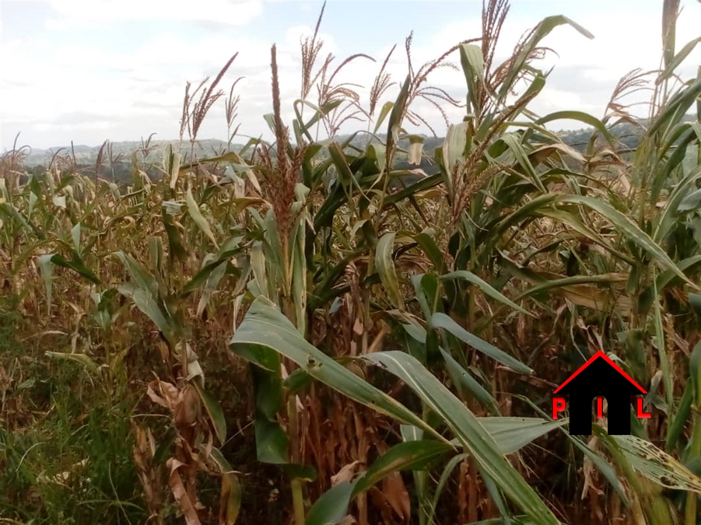 Agricultural Land for sale in Kabuule Mityana