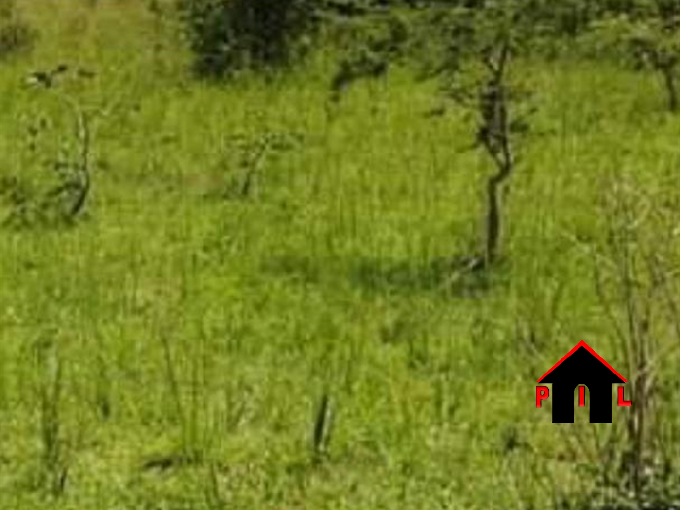 Agricultural Land for sale in Kasaali Rakai