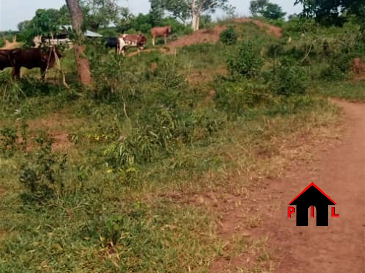 Farm for sale in Bombo Luweero