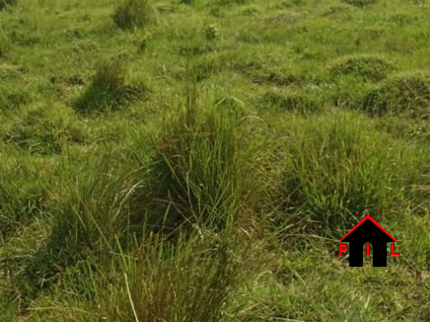 Farm for sale in Bombo Luweero