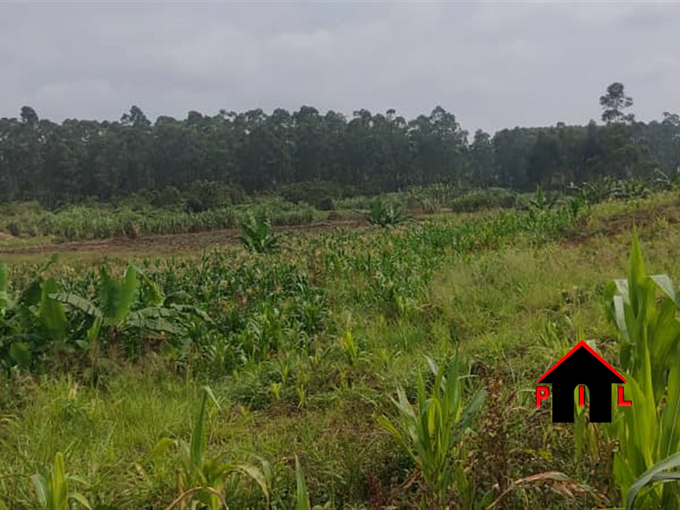 Agricultural Land for sale in Busiika Luweero