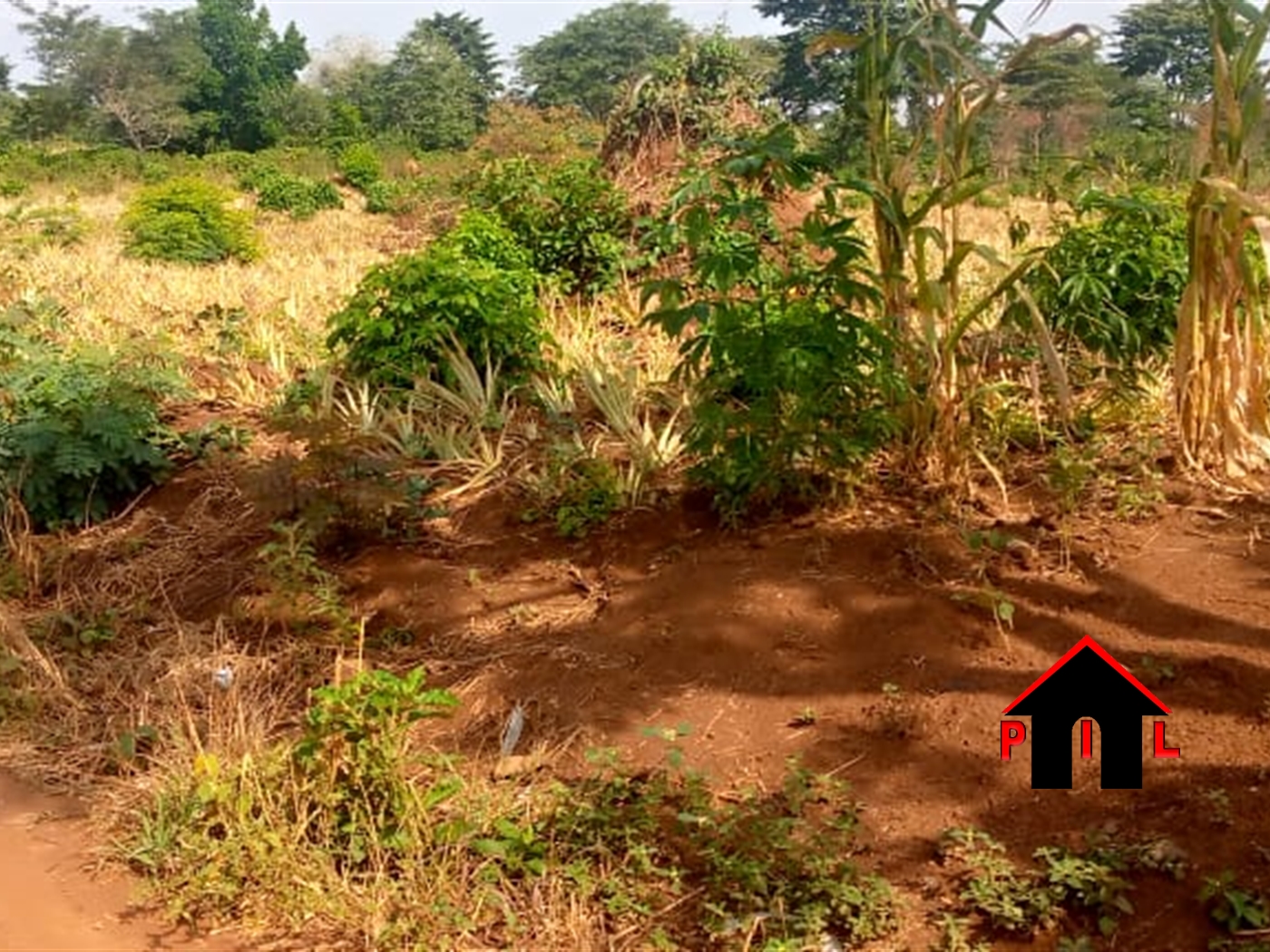 Agricultural Land for sale in Kikyusa Luweero