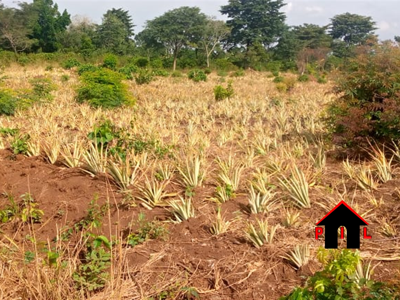 Agricultural Land for sale in Kikyuusa Luweero