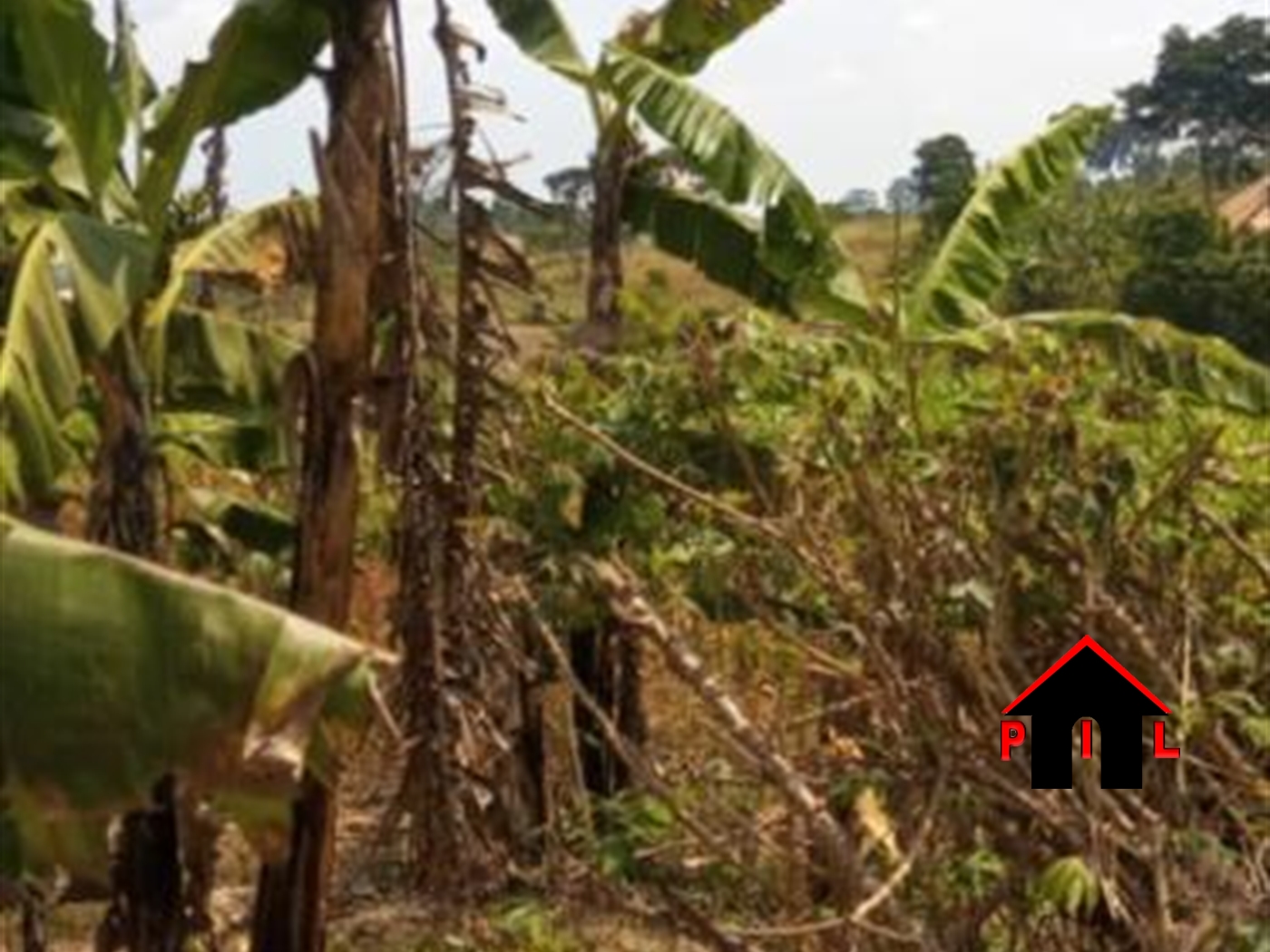 Agricultural Land for sale in Buddu Masaka