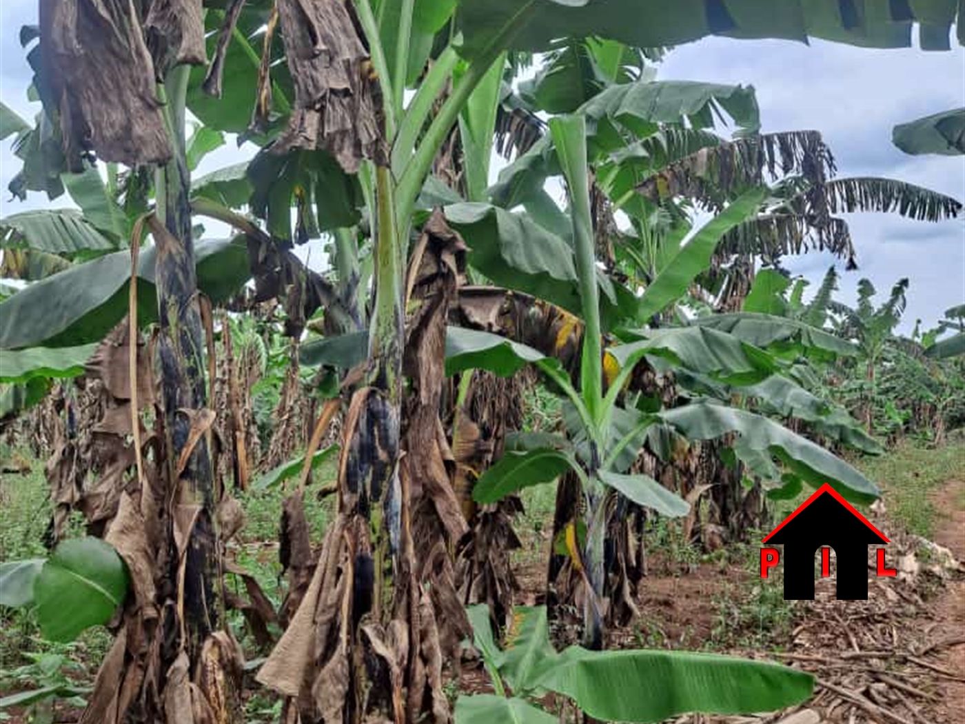 Agricultural Land for sale in Wobulenzi Luweero