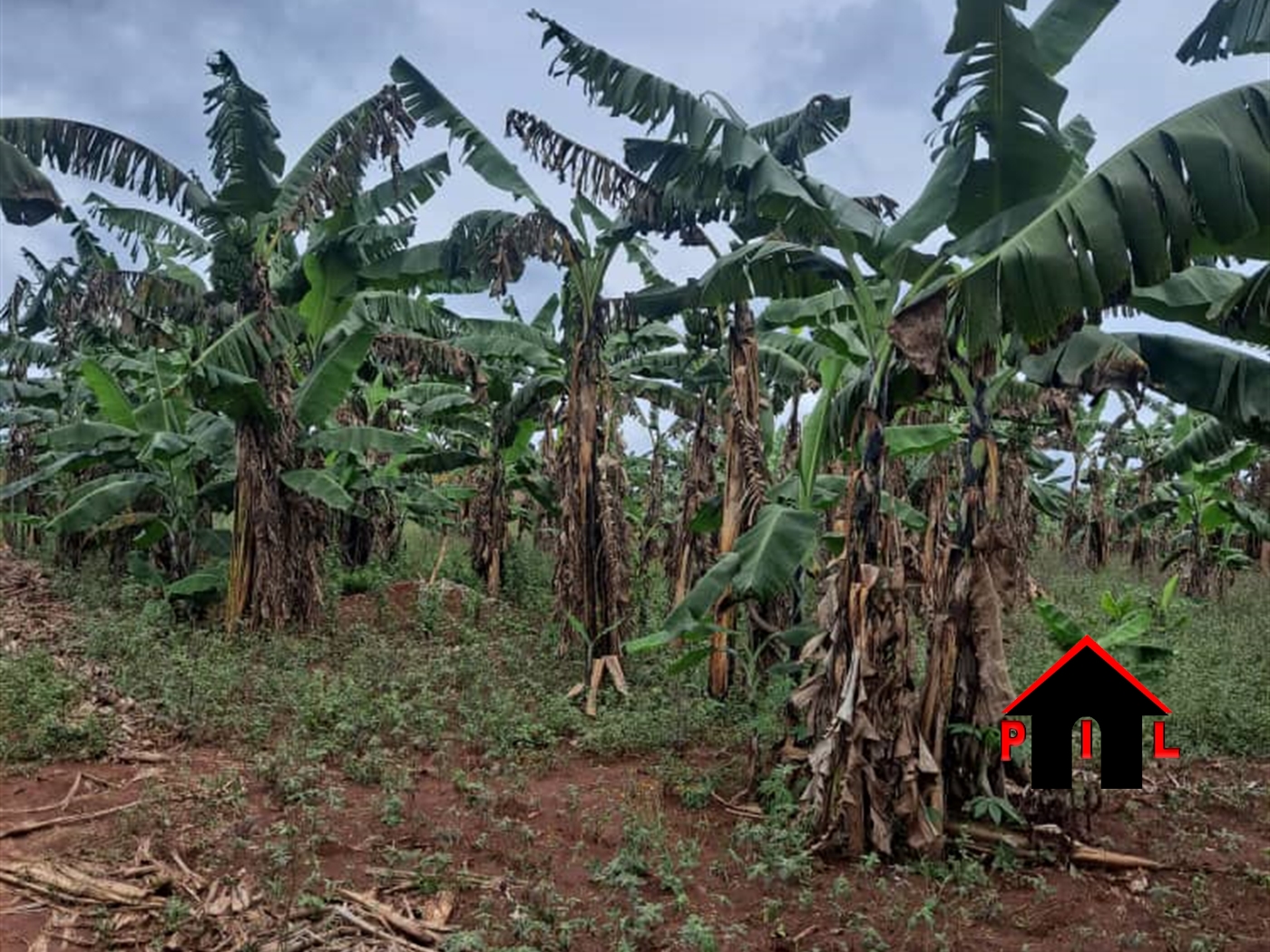 Agricultural Land for sale in Wobulenzi Luweero