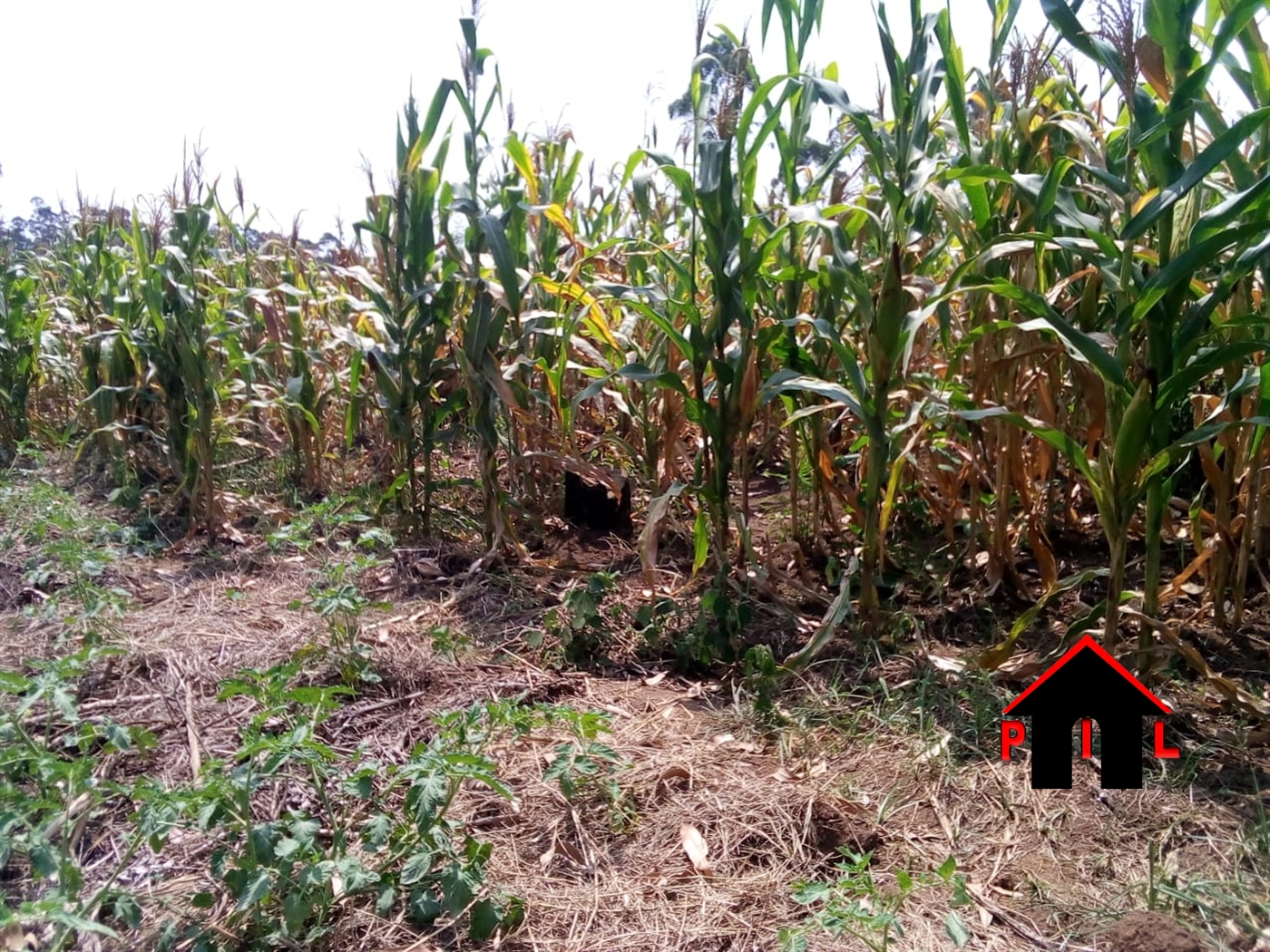 Agricultural Land for sale in Naama Mityana