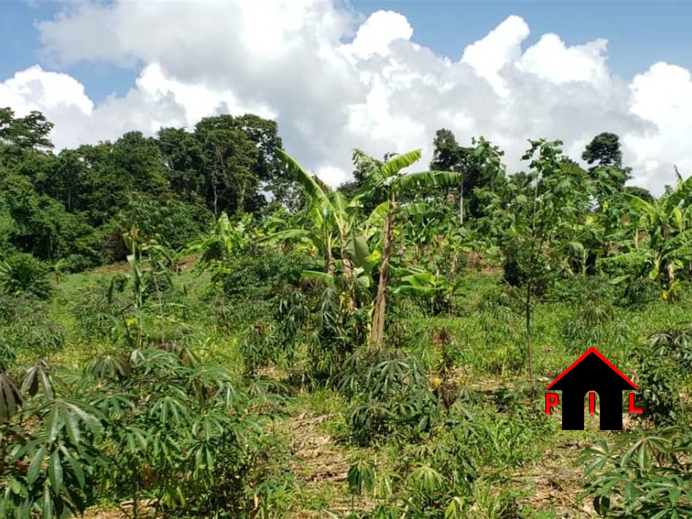 Agricultural Land for sale in Ssemuto Nakaseke