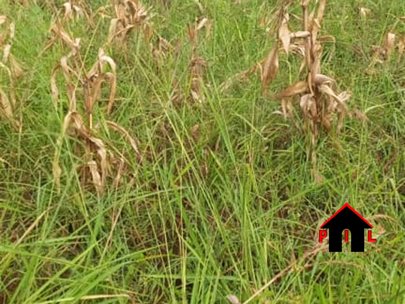 Agricultural Land for sale in Kyetume Wakiso