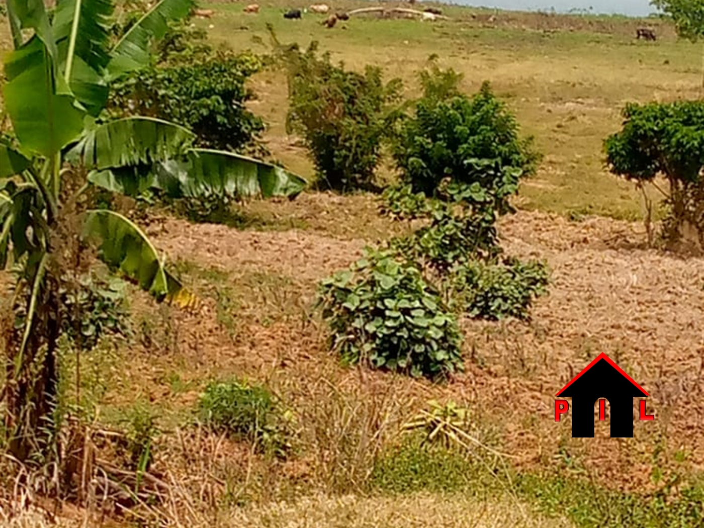 Commercial Land for sale in Lulongo Wakiso