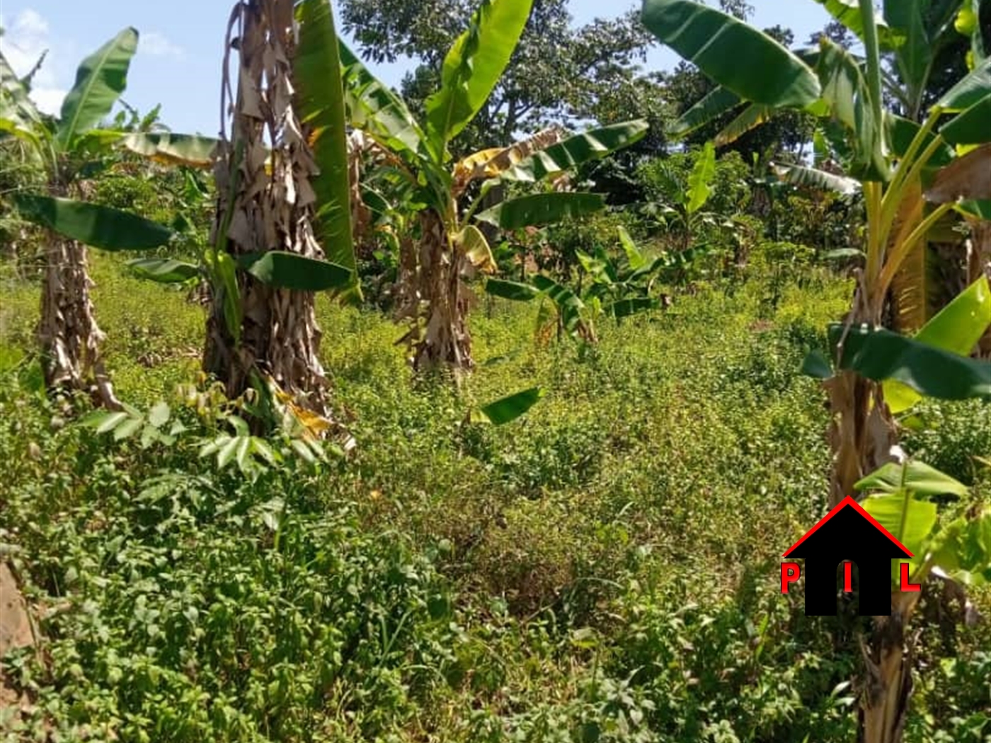 Agricultural Land for sale in Kisigula Buyikwe