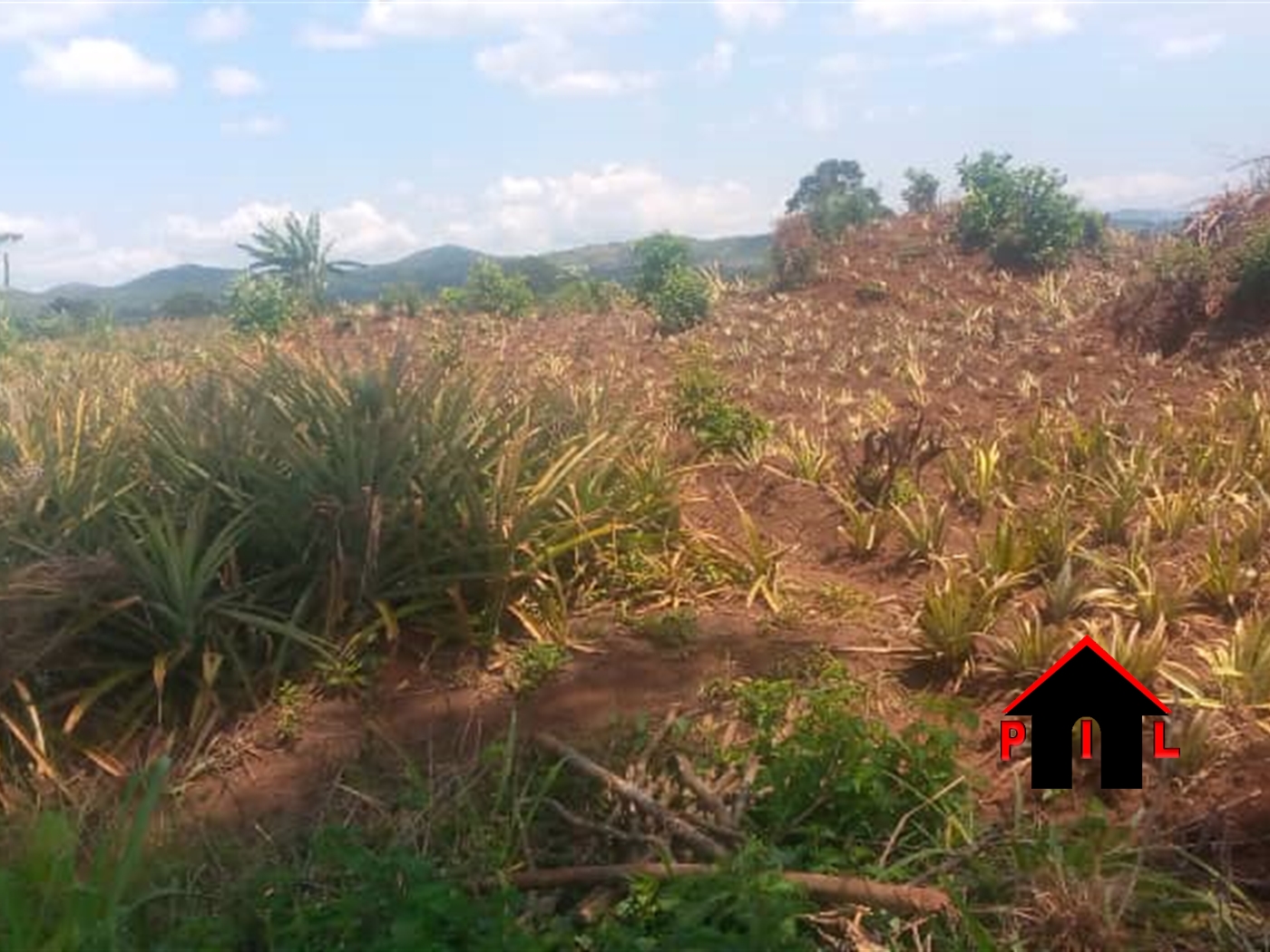 Agricultural Land for sale in Wattuba Kiboga