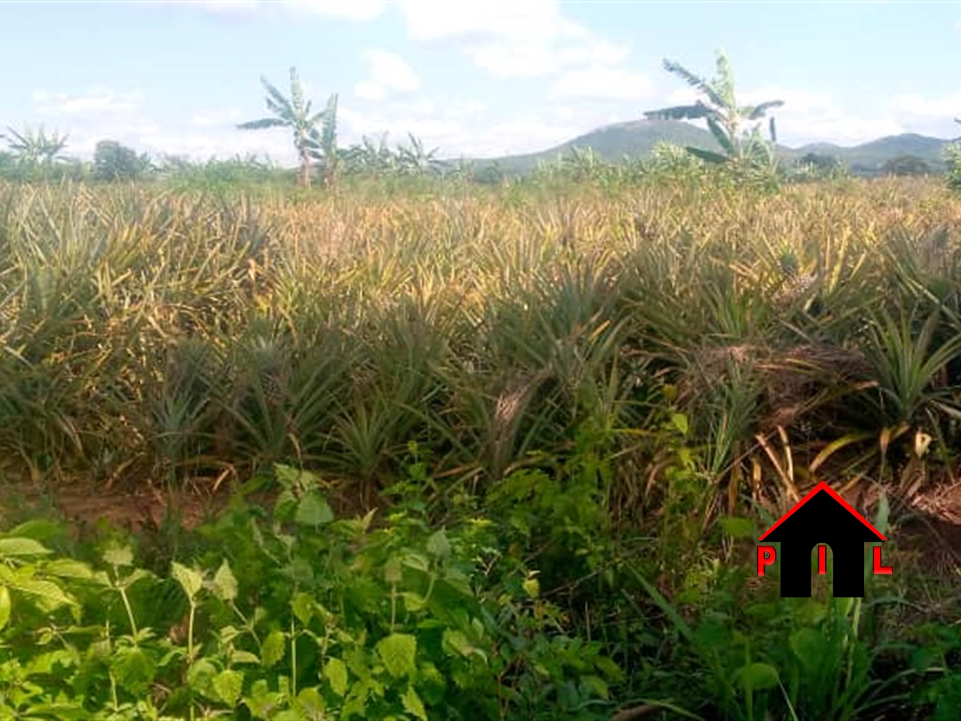 Agricultural Land for sale in Wattuba Kiboga