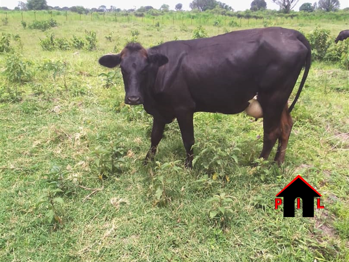 Farm for sale in Kakooge Nakasongola