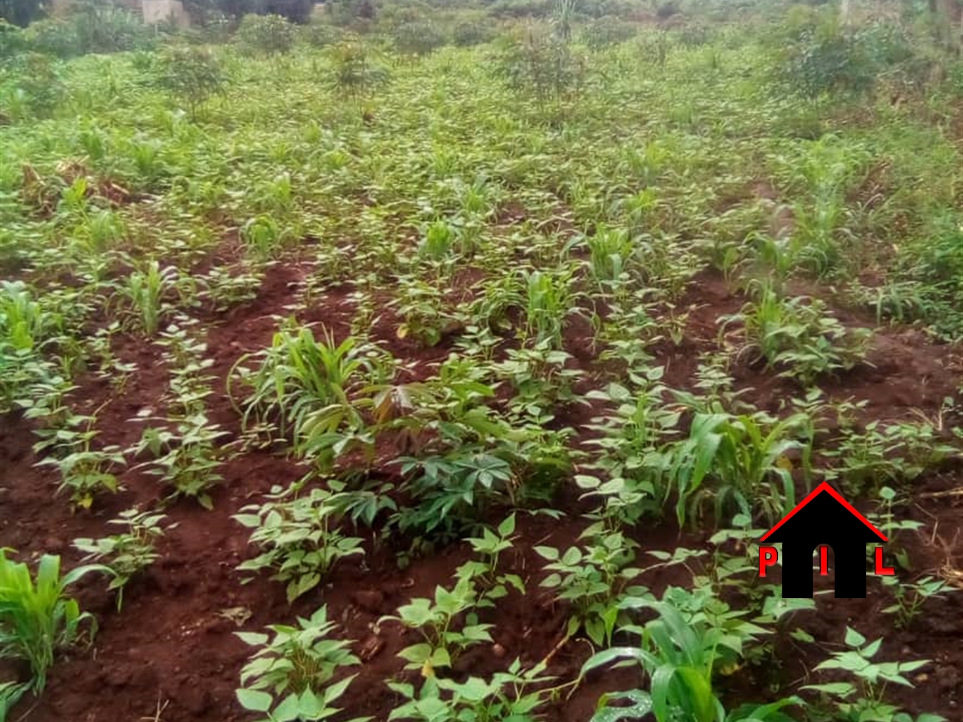 Agricultural Land for sale in Matugga Wakiso