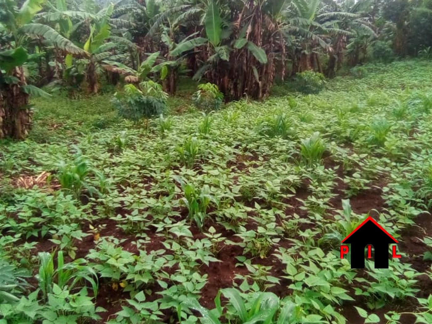 Agricultural Land for sale in Matugga Wakiso