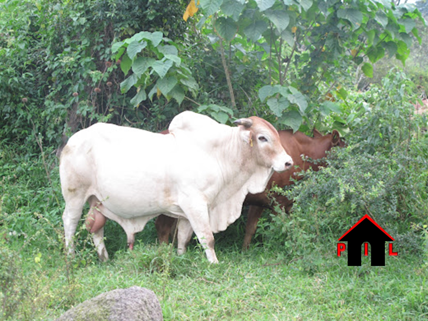 Farm for sale in Buswa Mubende