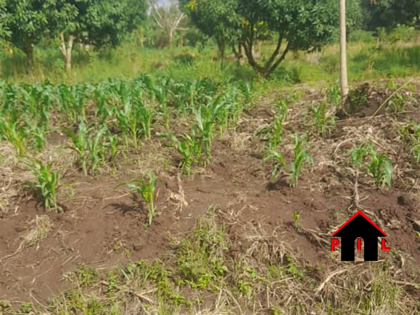 Agricultural Land for sale in Kakuuto Luwero