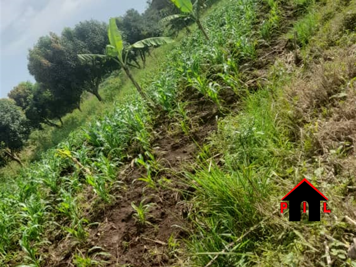 Agricultural Land for sale in Kakuuto Luwero