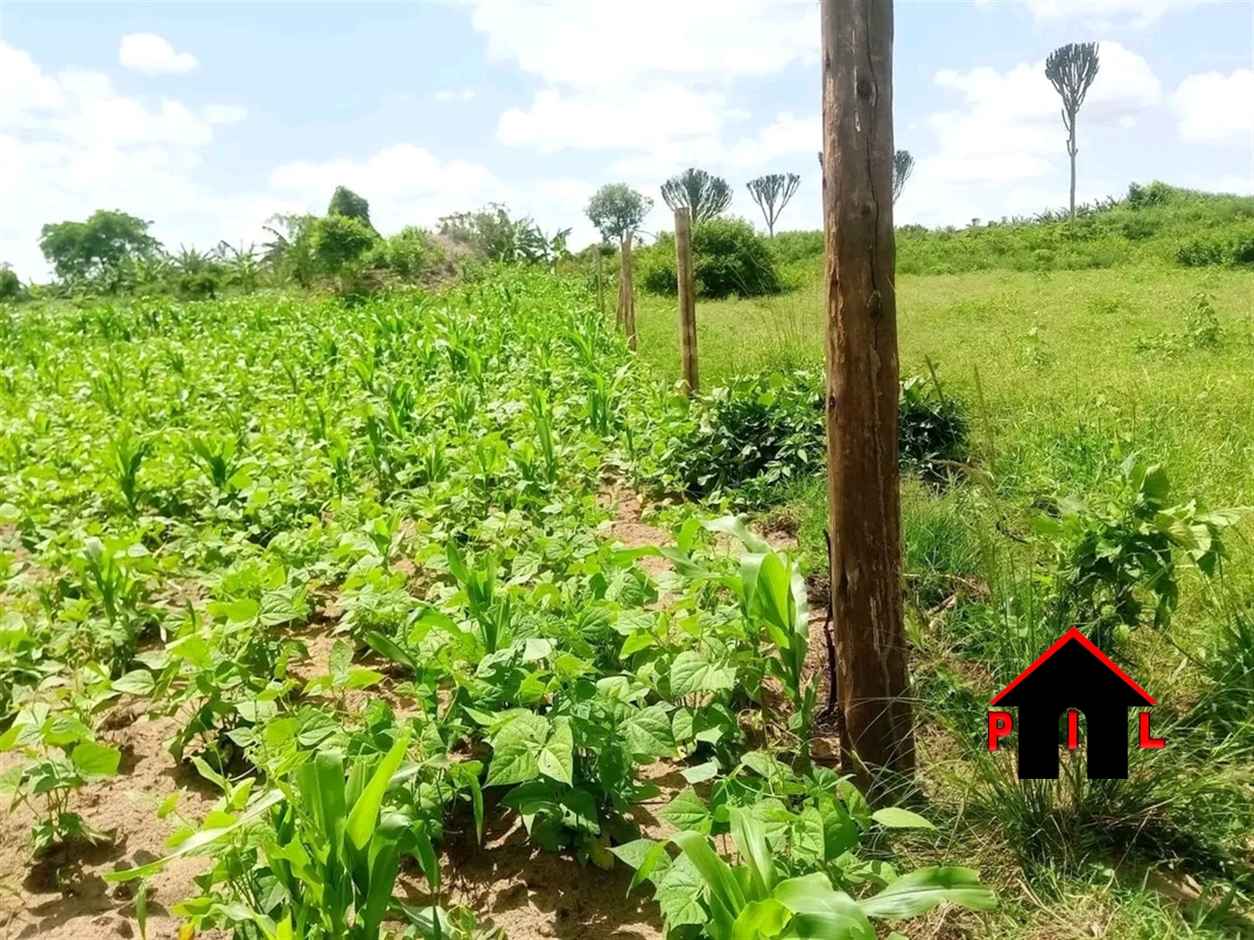 Farm for sale in Butuntumula Luweero