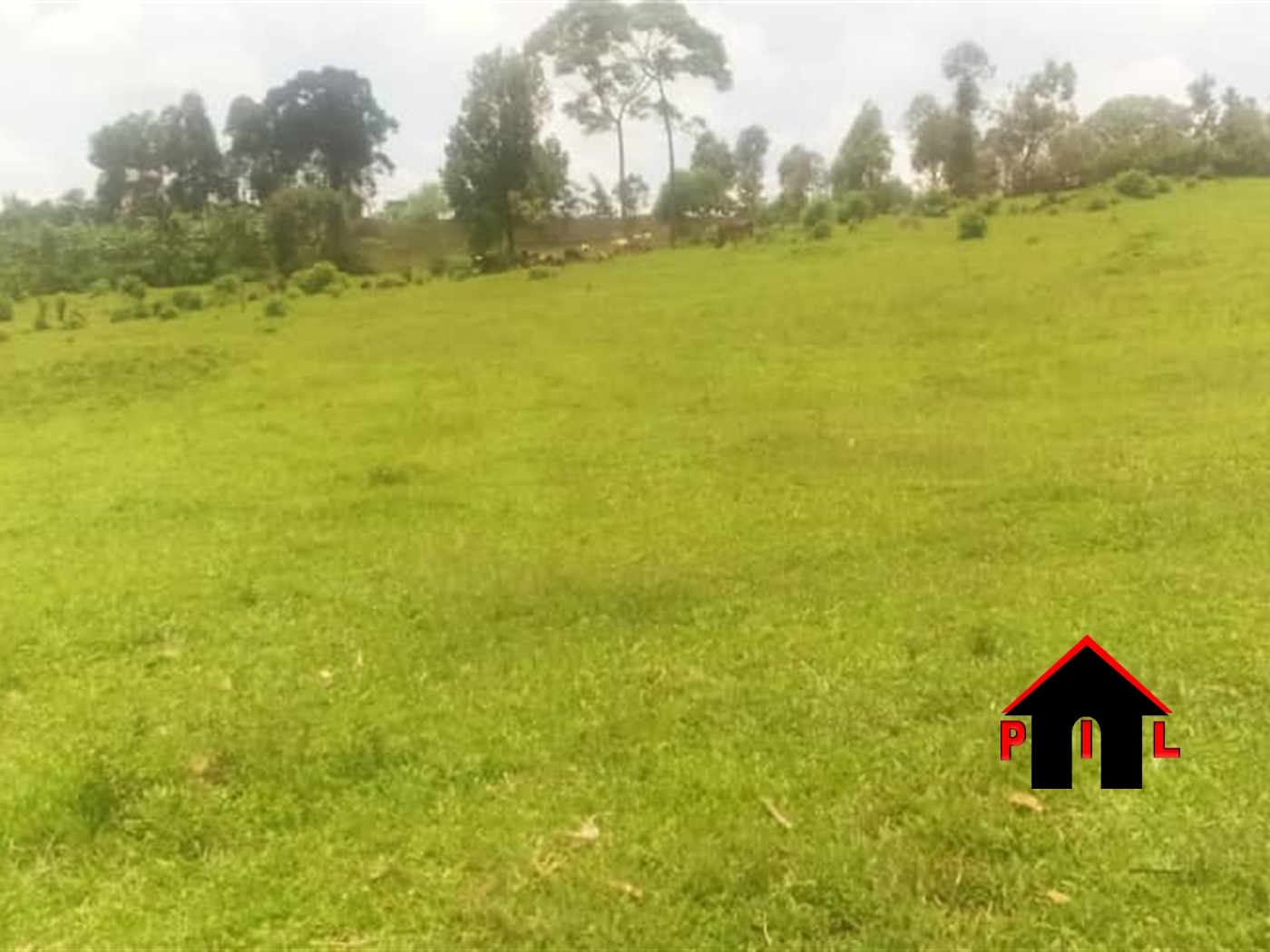 Commercial Land for sale in Lugazi Mukono