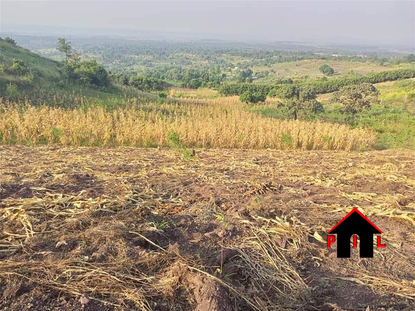 Farm for sale in Butema Hoima