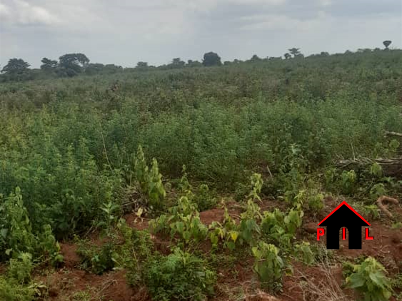 Commercial Land for sale in Katuugo Kaabong