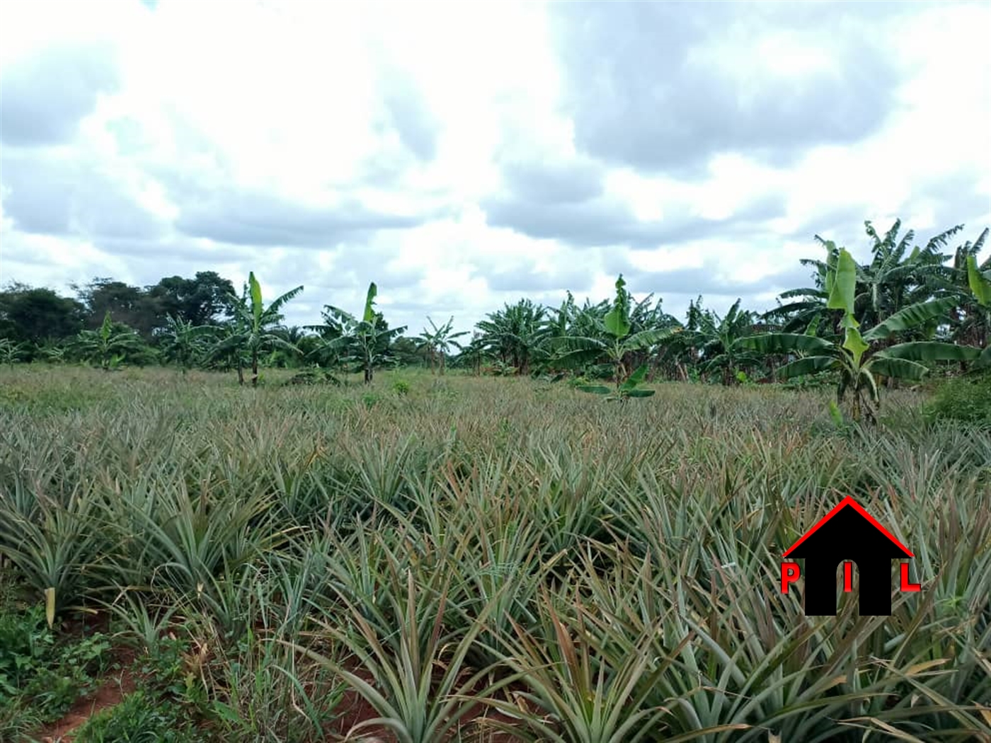 Commercial Land for sale in Wabuutogoro Luweero