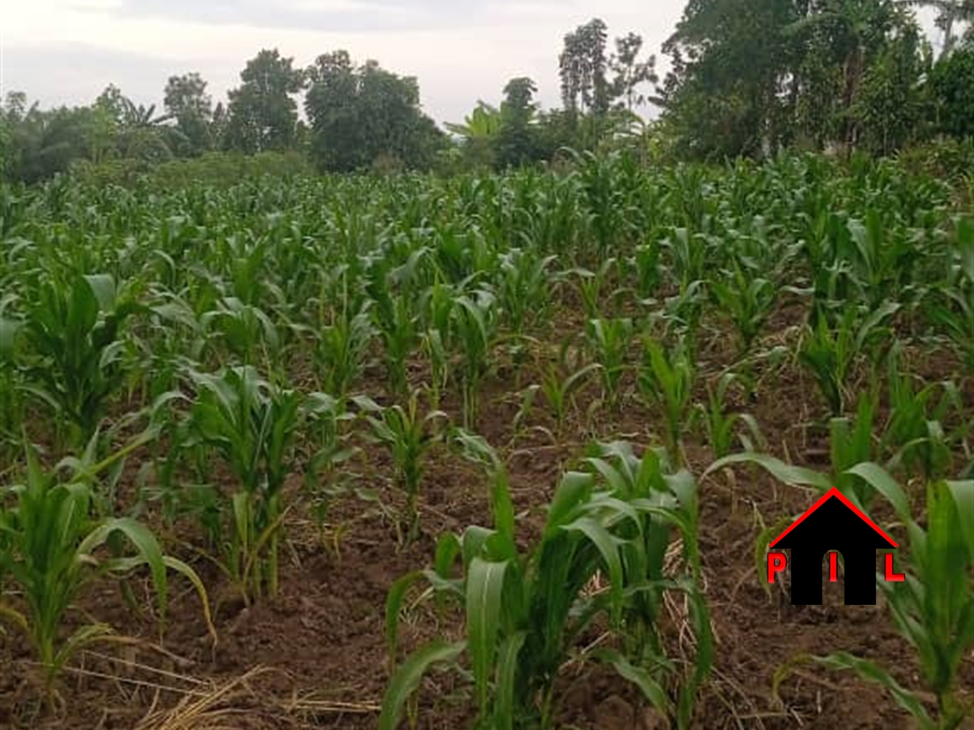 Residential Land for sale in Mende Wakiso