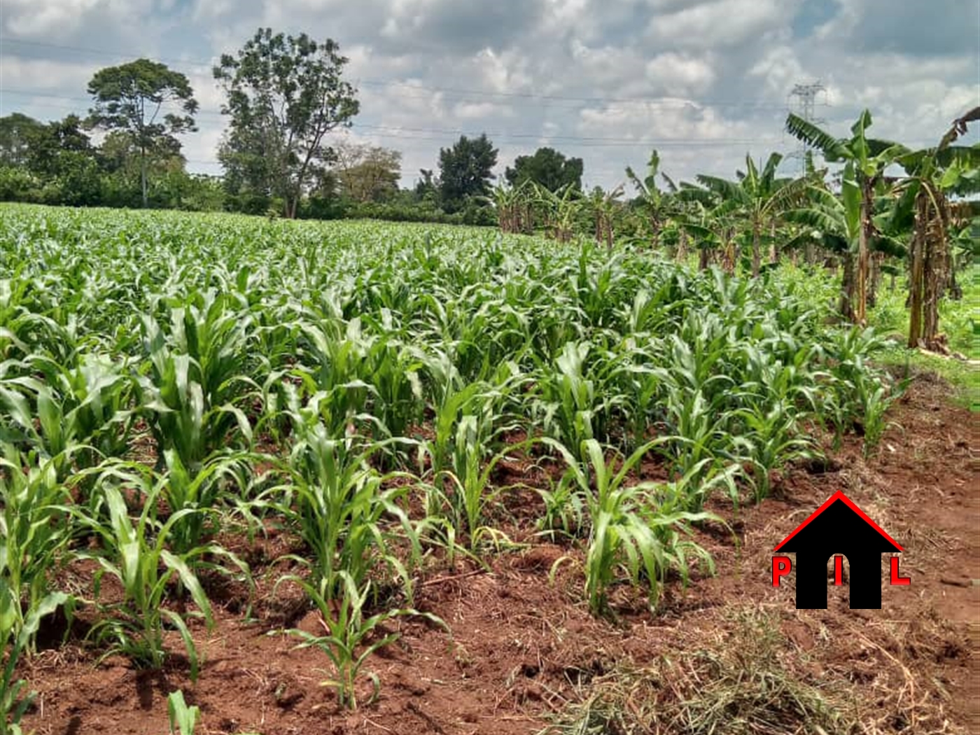 Commercial Land for sale in Kalule Luweero