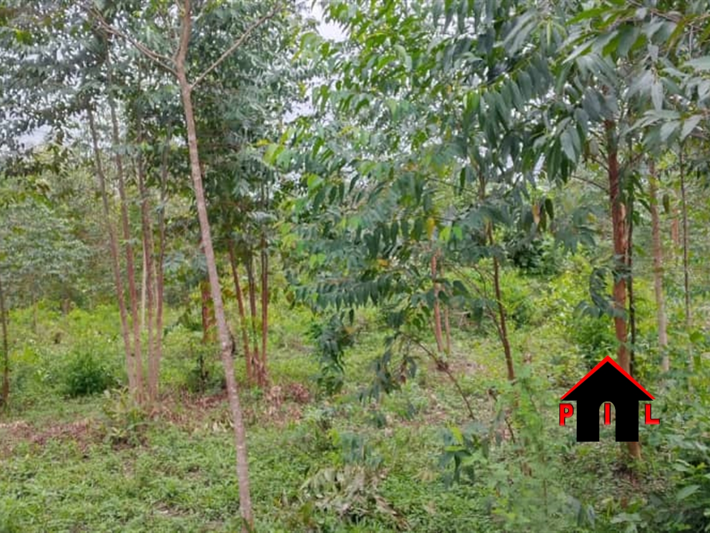 Commercial Land for sale in Bulema Kiboga