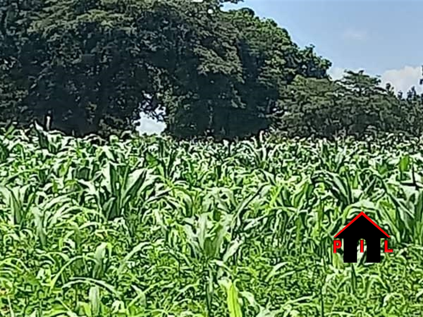 Agricultural Land for sale in Butula Rakai