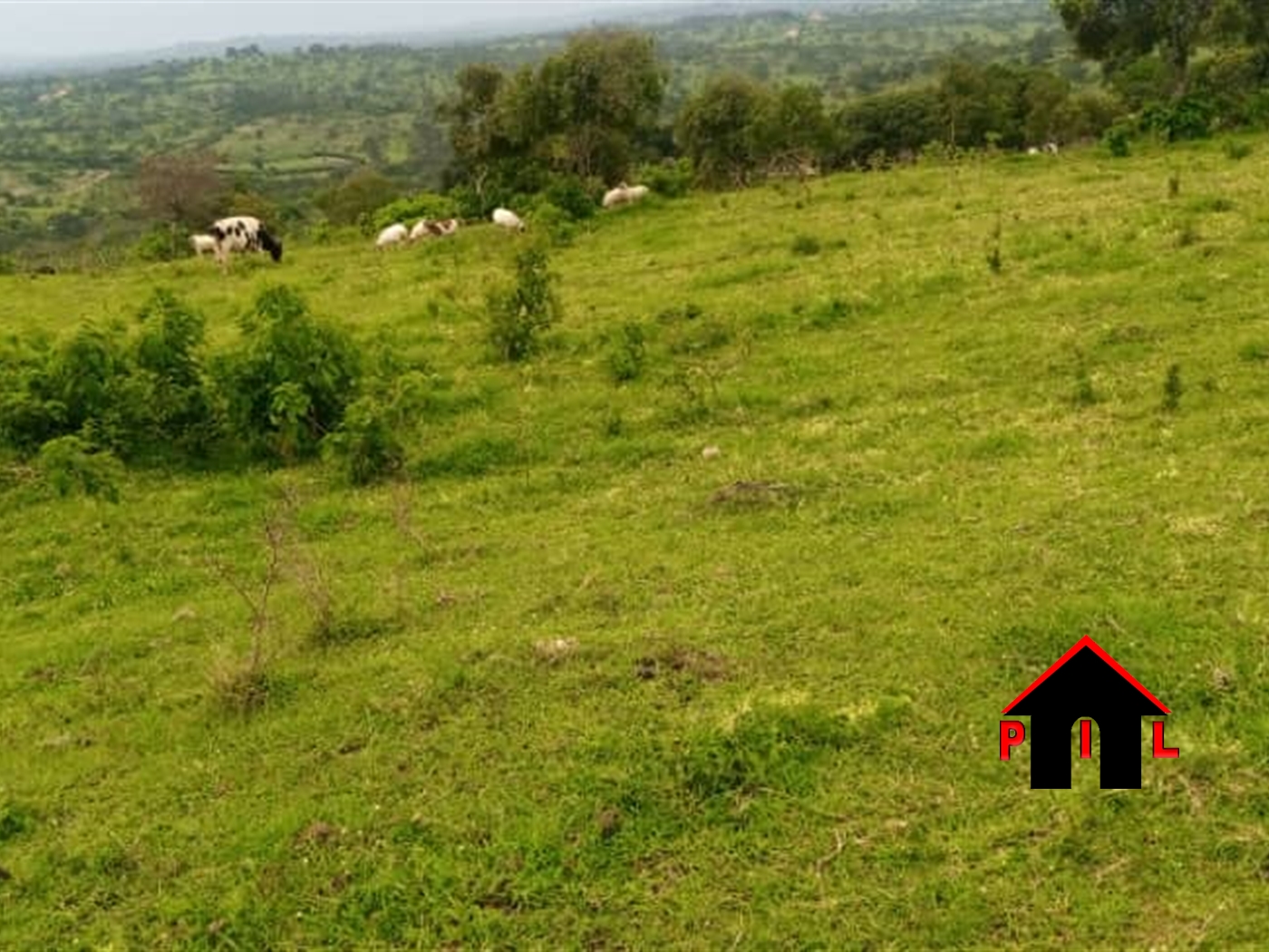 Farm for sale in Kashongi Mbarara