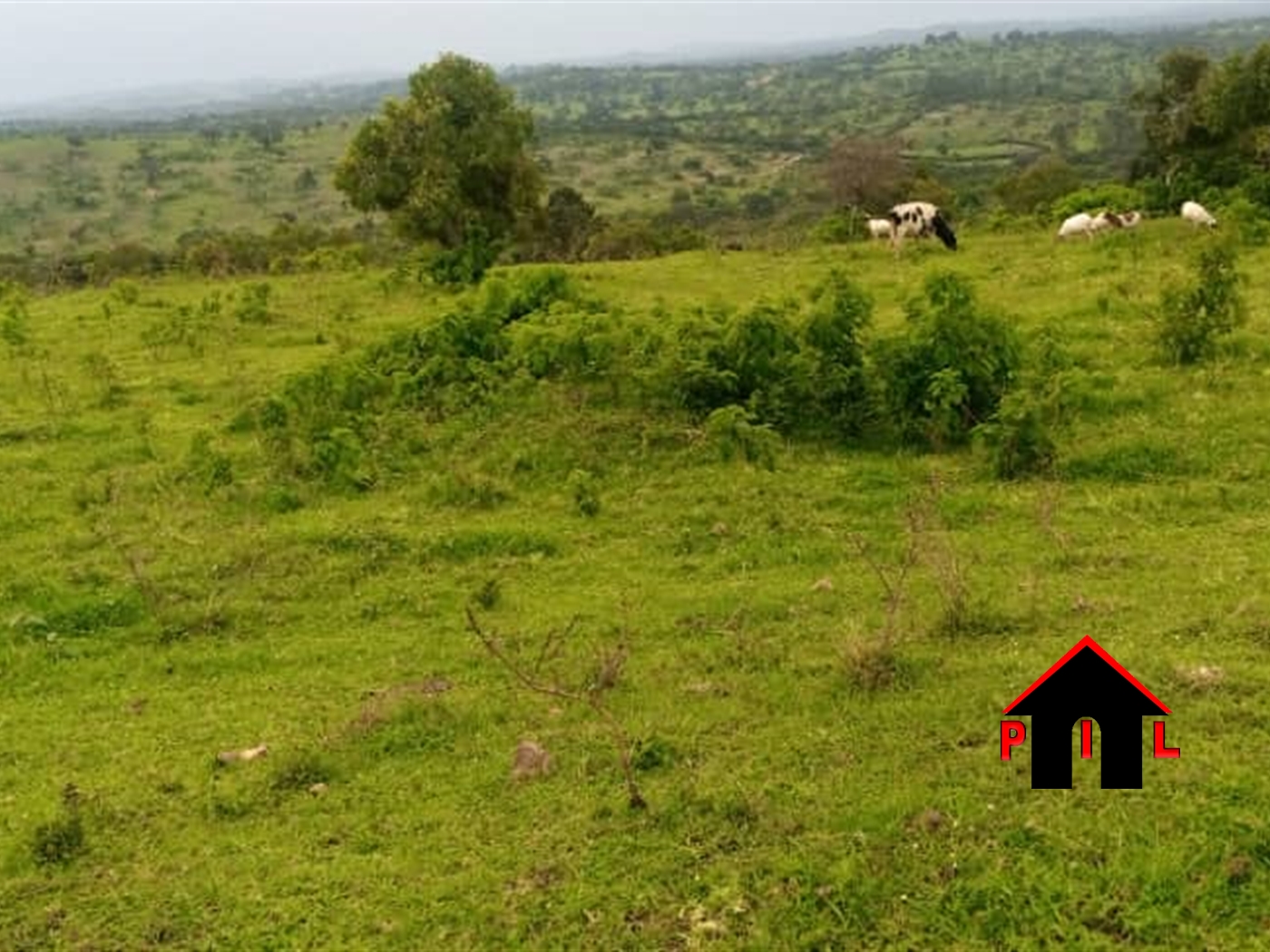 Farm for sale in Kashongi Mbarara
