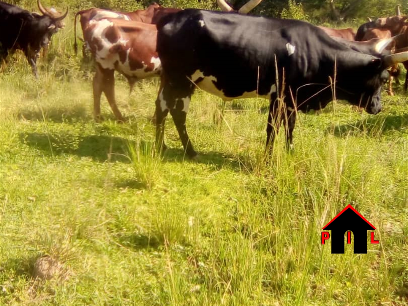 Farm for sale in Kasana Luweero