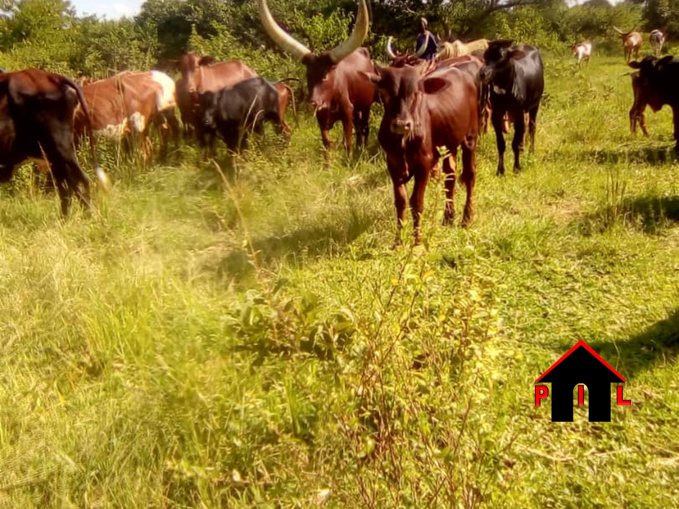 Farm for sale in Kasana Luweero