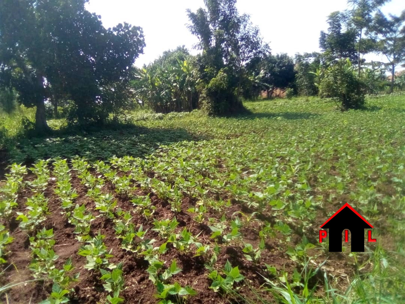 Residential Land for sale in Kiwenda Wakiso