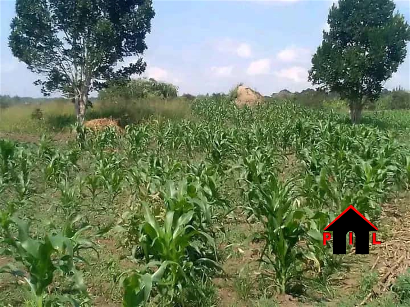 Commercial Land for sale in Nnalongo Luweero