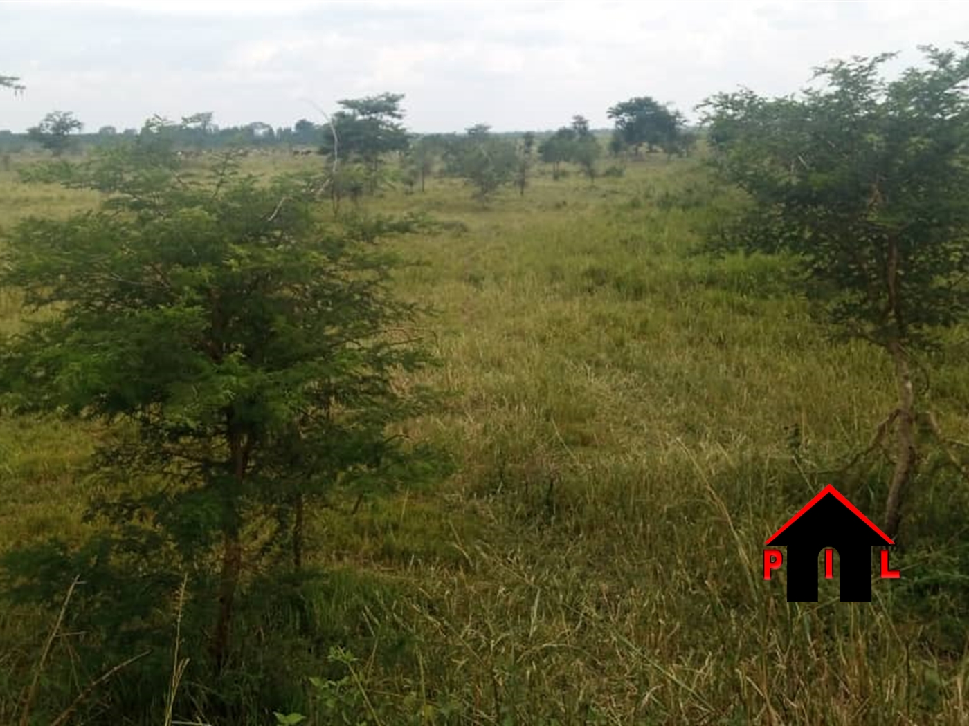 Farm for sale in Bajjo Kayunga