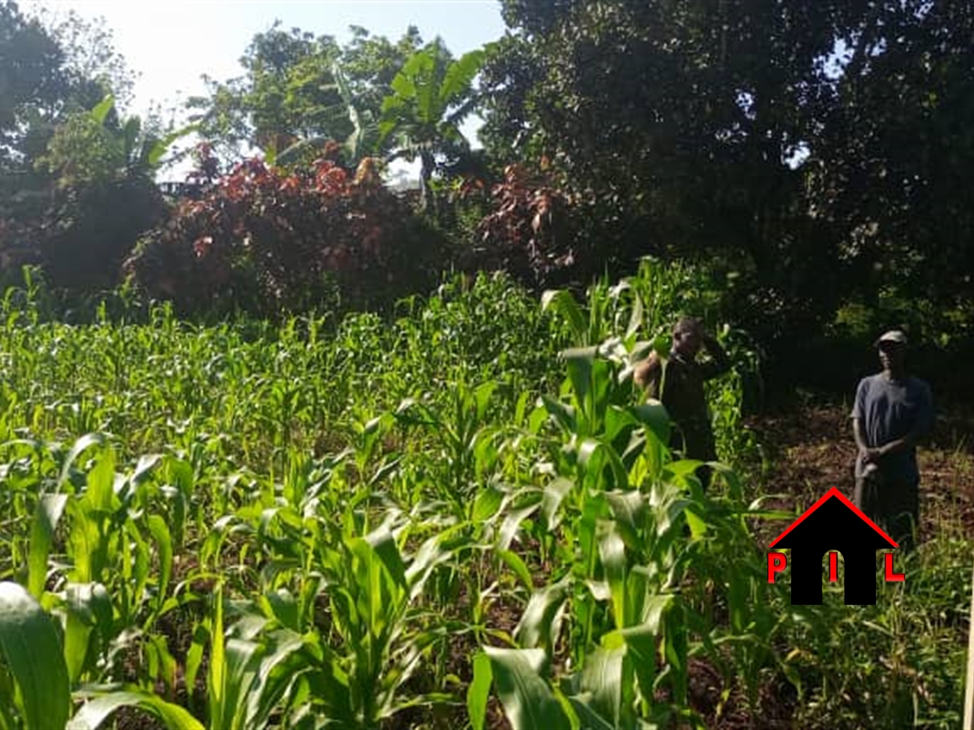 Residential Land for sale in Namawojjolo Mukono