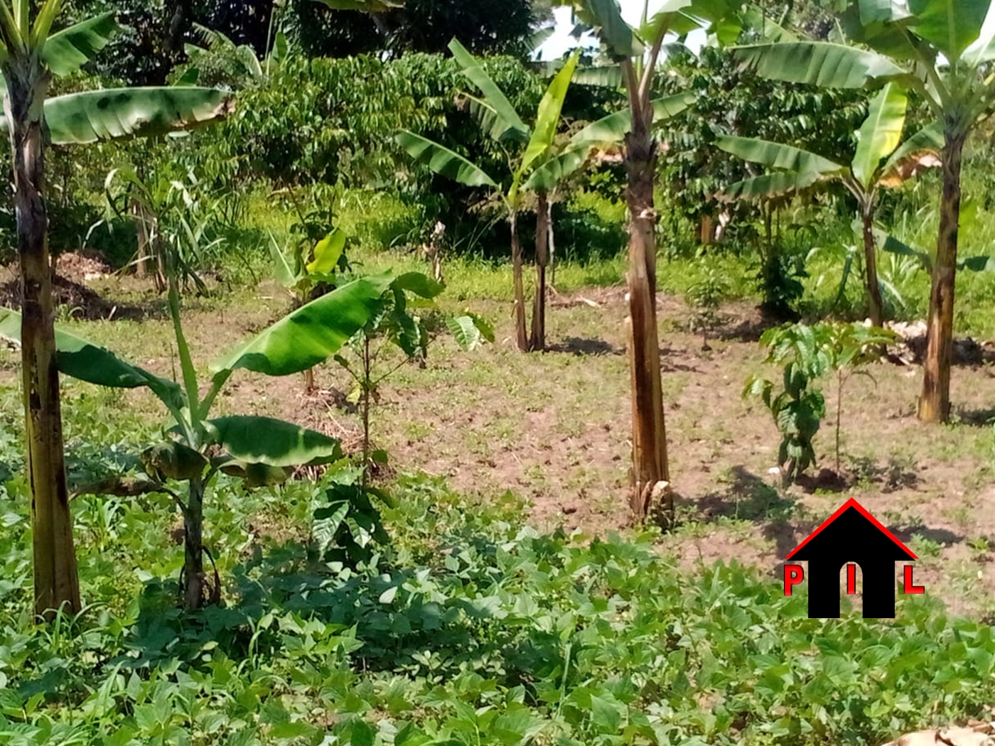 Commercial Land for sale in Bowa Luweero